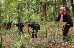 Thực hiện hiệu quả công tác thu tiền ủy thác dịch vụ môi trường rừng 